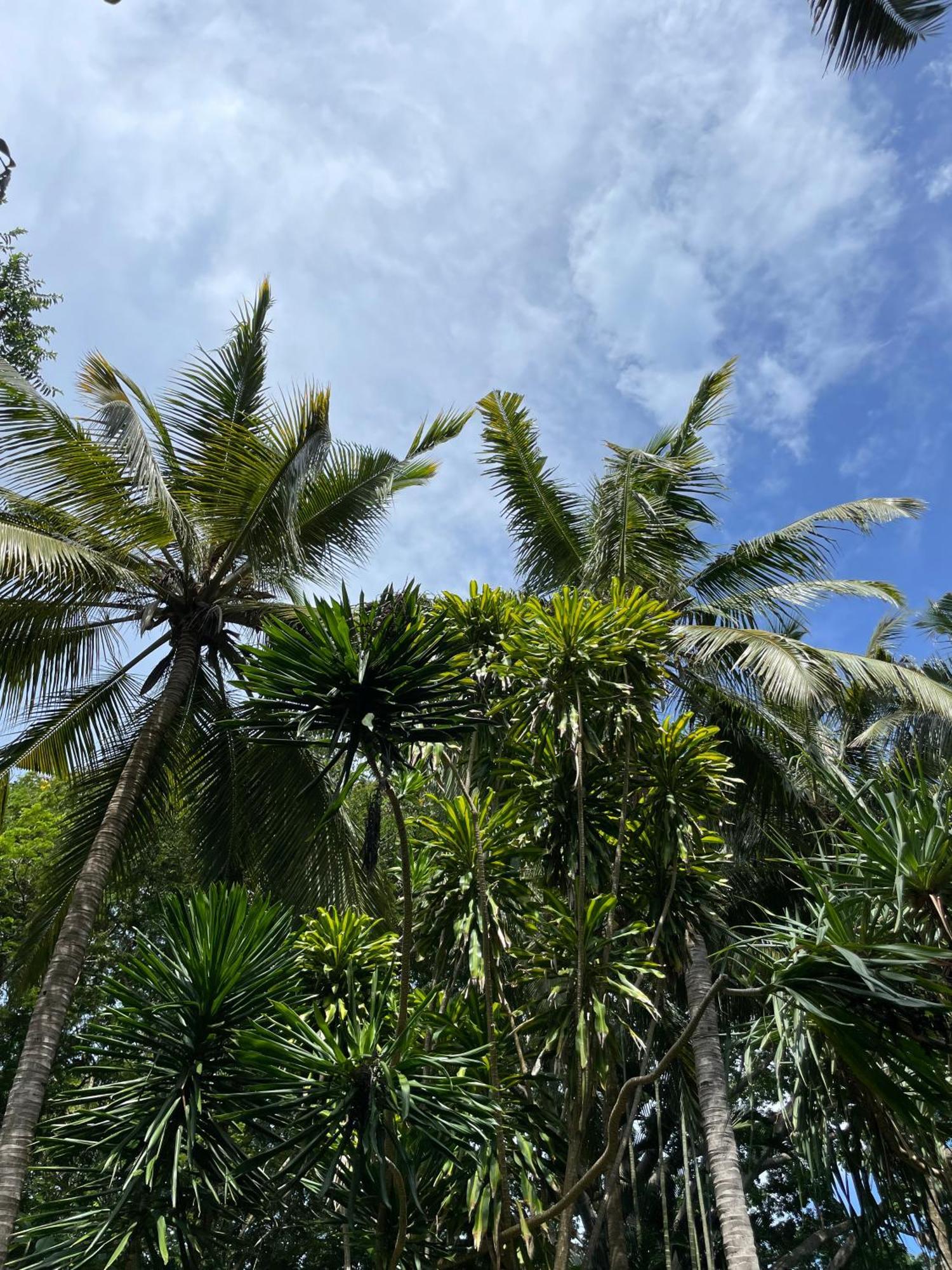 Mbweni Ruins & Gardens Previously Jungle Paradise Zanzibar Luaran gambar