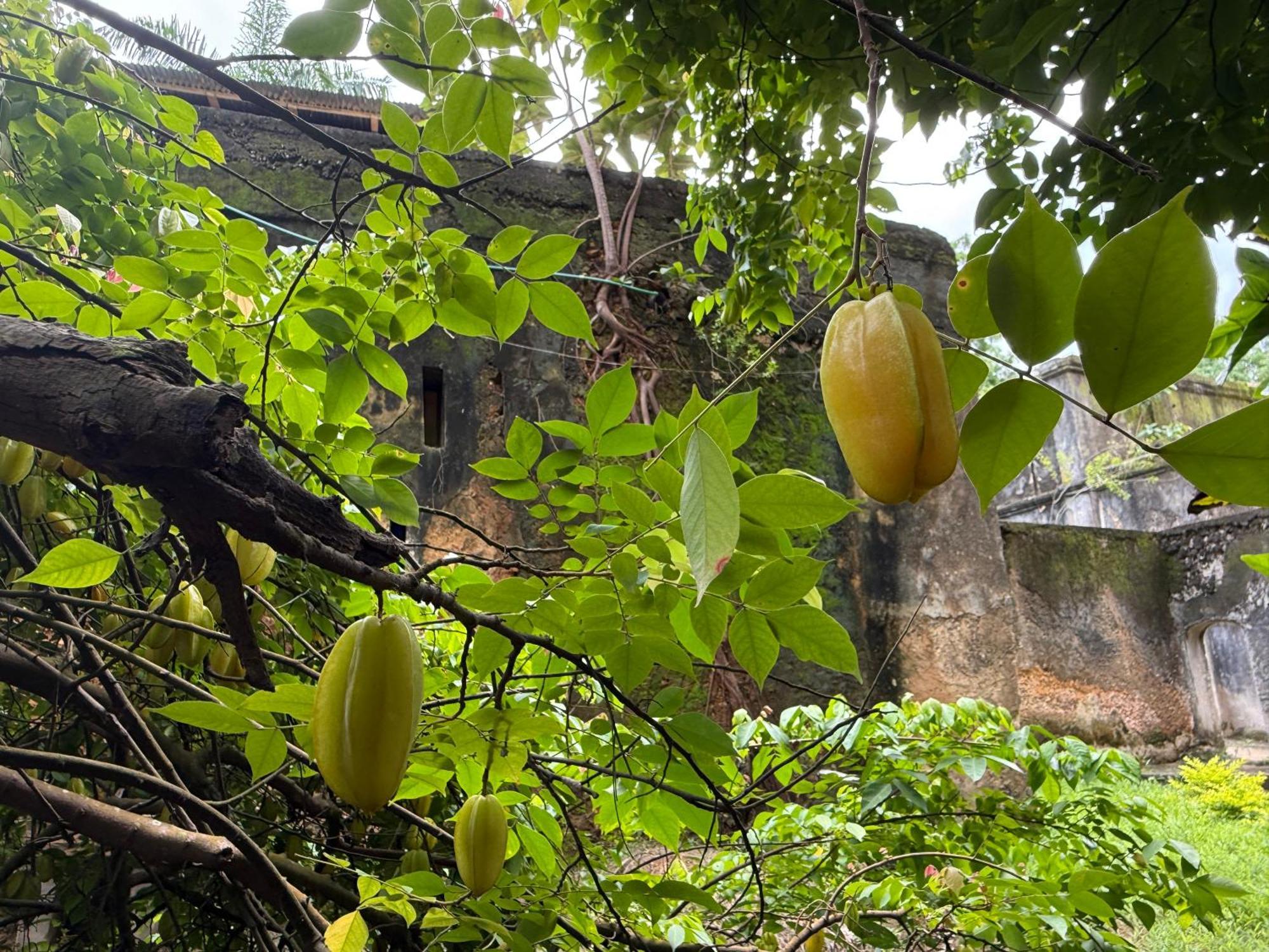 Mbweni Ruins & Gardens Previously Jungle Paradise Zanzibar Luaran gambar