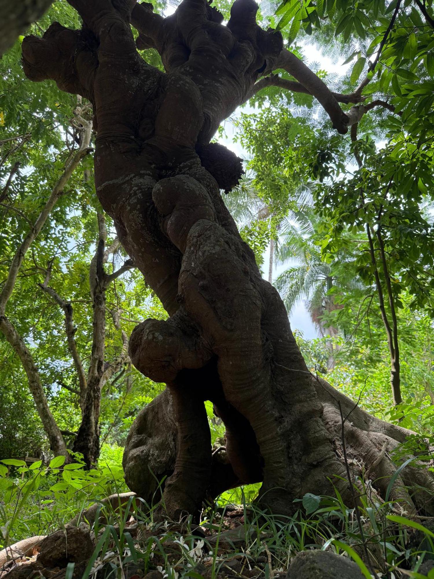 Mbweni Ruins & Gardens Previously Jungle Paradise Zanzibar Luaran gambar